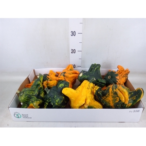 Cucurbita