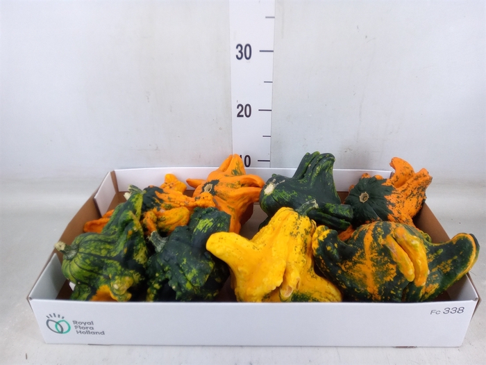 <h4>Cucurbita</h4>