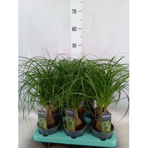 Beaucarnea recurvata