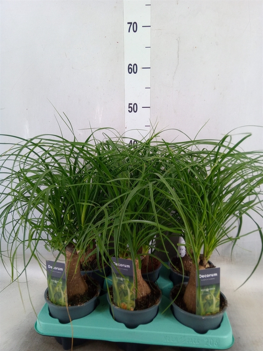 <h4>Beaucarnea recurvata</h4>