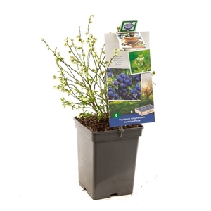 Vaccinium corymbosum Hortblue Petit P18