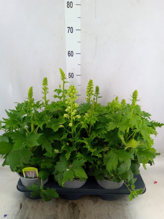 <h4>Delphinium   ...</h4>