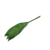 Aspidistra 90cm (groene Doos)