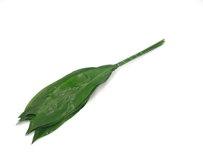 Aspidistra 90cm (groene Doos)