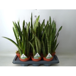 Sansevieria zeylanica