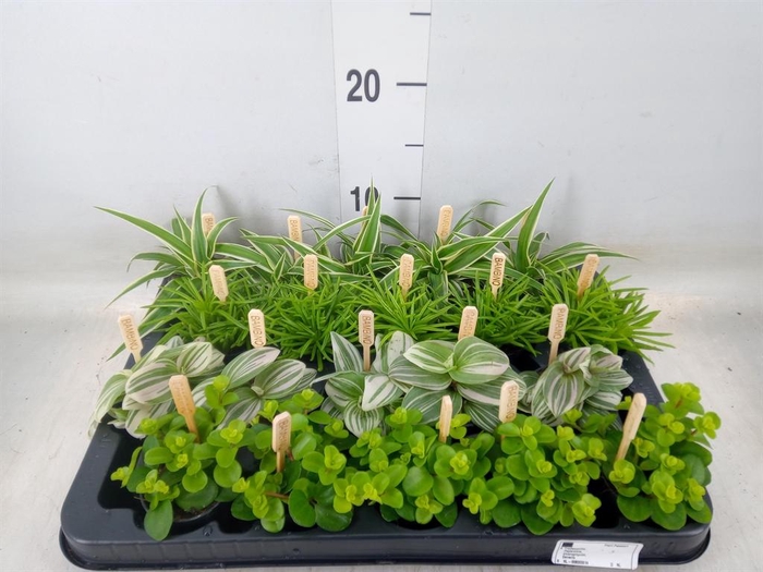 <h4>Planten  ..mix</h4>