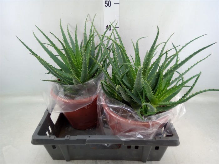 <h4>Aloe arborescens</h4>