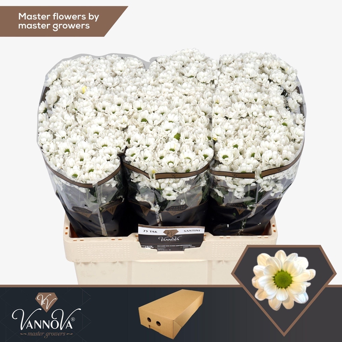 <h4>Chr S AAA Bowie</h4>