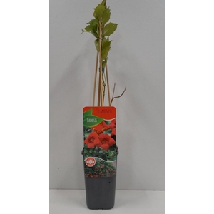 Campsis radicans 'flamengo'