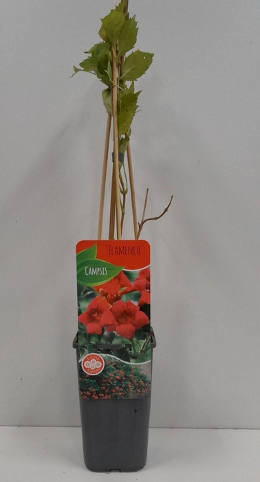 <h4>Campsis radicans 'flamengo'</h4>