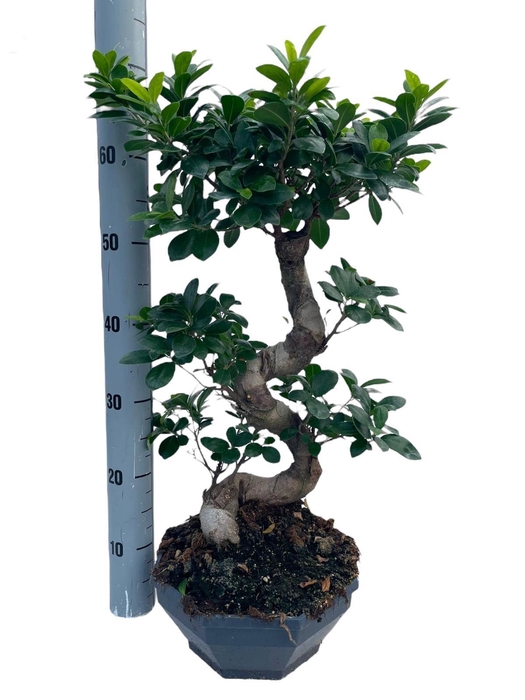 <h4>FIC MI GINSENG</h4>