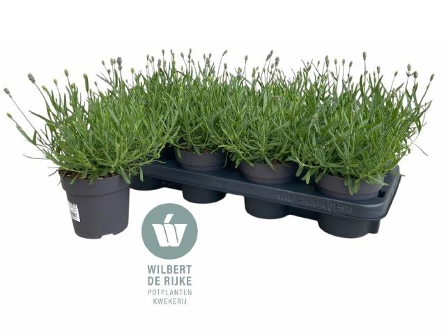 <h4>LAVAN AN HIDCOTE</h4>