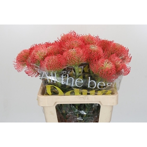 Nutans Ayoba Pink