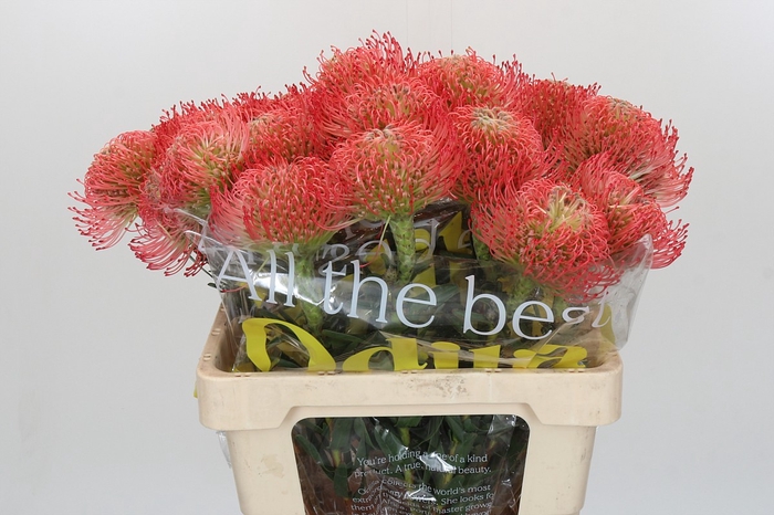 <h4>Nutans Ayoba Pink</h4>