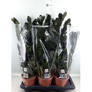 Zamioculcas zamiifolia 'Dowon'