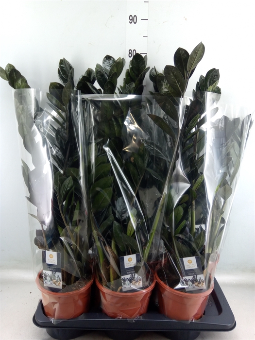 <h4>Zamioculcas zamiifolia 'Dowon'</h4>