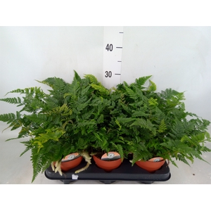 Humata griffithiana var. tyermannii