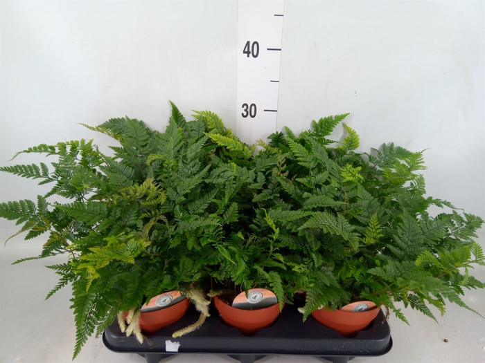 <h4>Humata griffithiana var. tyermannii</h4>
