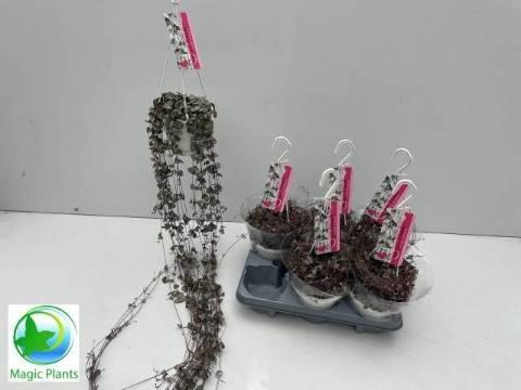 CEROPEGIA WOODII SUP
