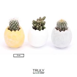 TRULY Cactus, Egg - mini