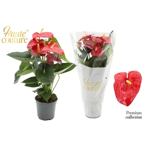 Anthurium 17 cm Turenza in Haute Couture sleeve