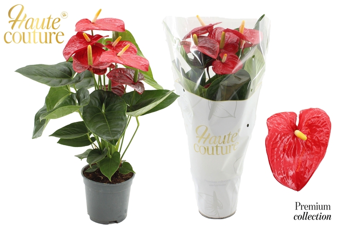 <h4>Anthurium 17 cm Turenza in Haute Couture sleeve</h4>
