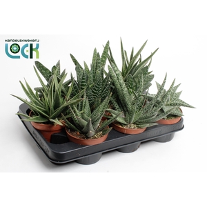 Gasteria Mix