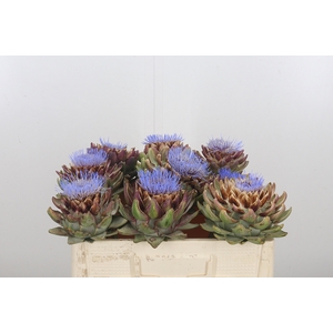 Cynara Sc Green Glob