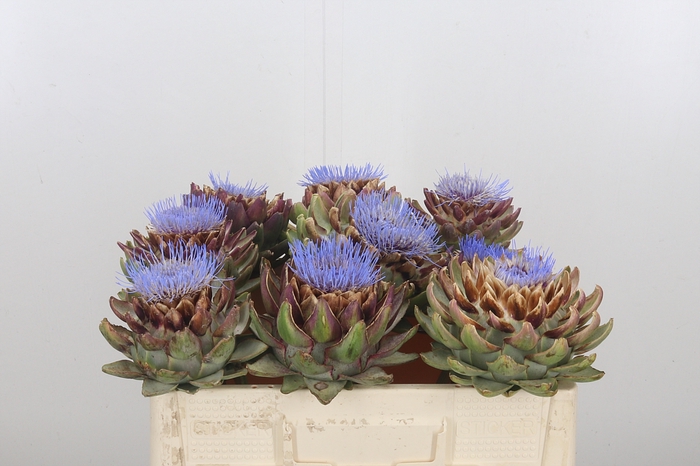 Cynara Sc Green Glob