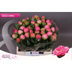 Paeonia Salmon Chiffon | Heavy Quality