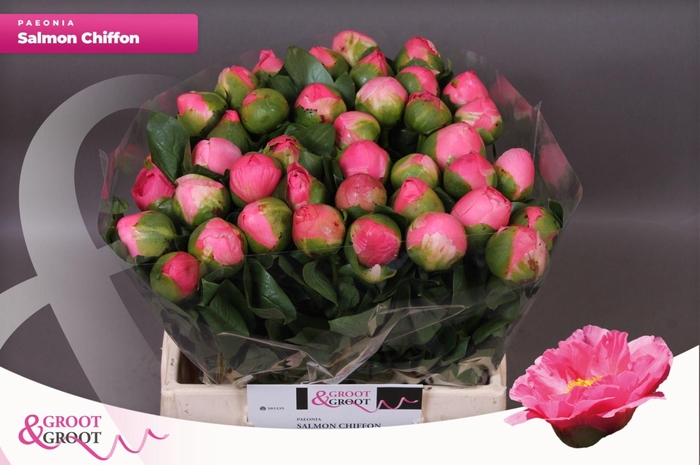 <h4>Paeonia Salmon Chiffon | Heavy Quality</h4>