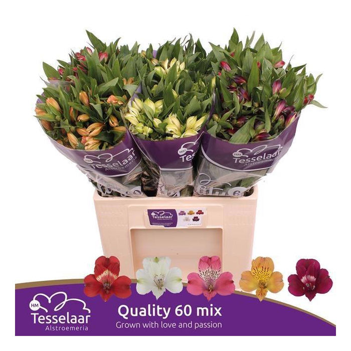 <h4>ALSTR GEM IN FUST</h4>