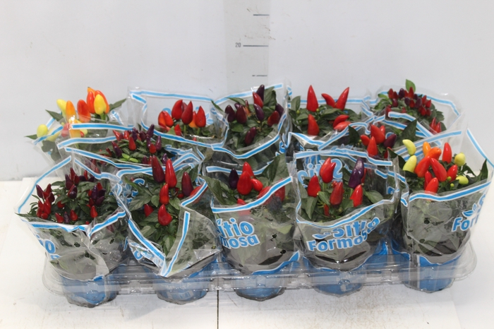 <h4>PIMENTA P11</h4>