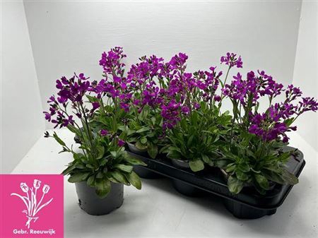 <h4>Arabis Bleph</h4>