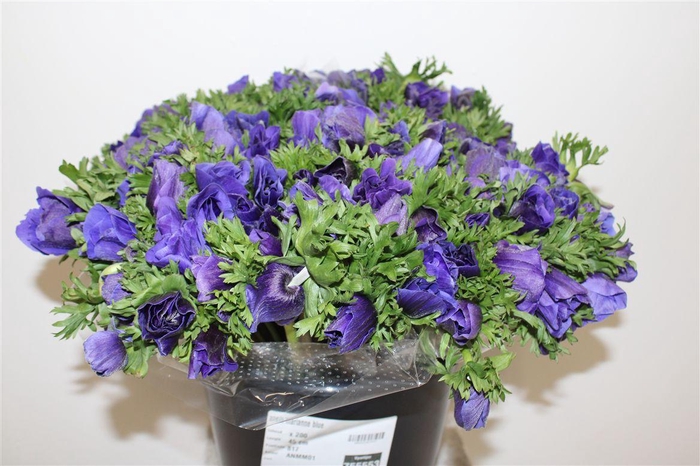 <h4>Anem Marianne Blue</h4>