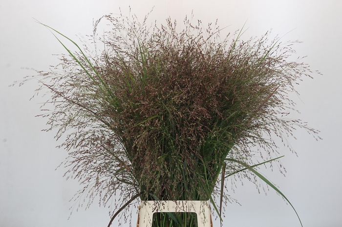 <h4>Panicum Warrior</h4>