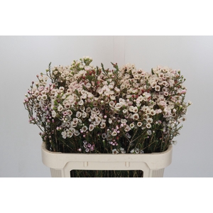 Chamelaucium Moonlight Delight
