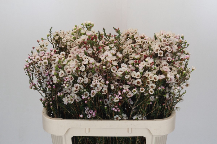 Chamelaucium Moonlight Delight