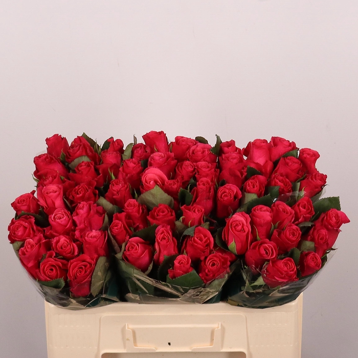 <h4>R GR TACAZZI+</h4>