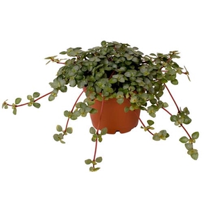 Pilea Glaucophylla Greyzy