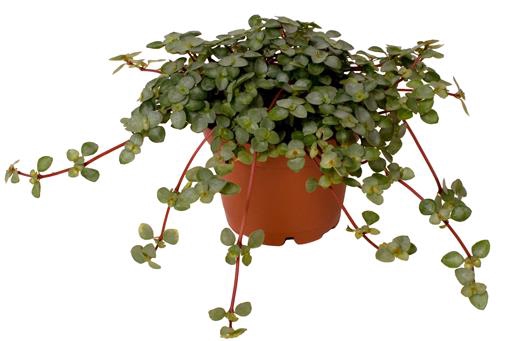 Pilea Glaucophylla Greyzy