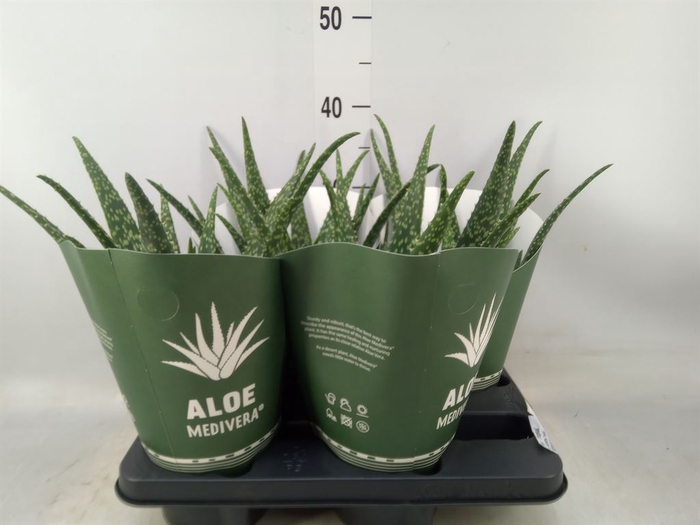 <h4>Aloe  'Tropical'</h4>