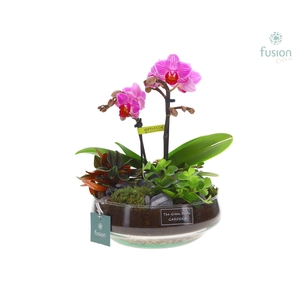 Green Bottle Iris Medium met Phalaenopsis arrangement