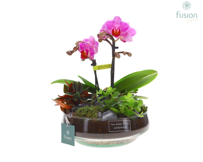 <h4>Green Bottle Iris Medium met Phalaenopsis arrangement</h4>