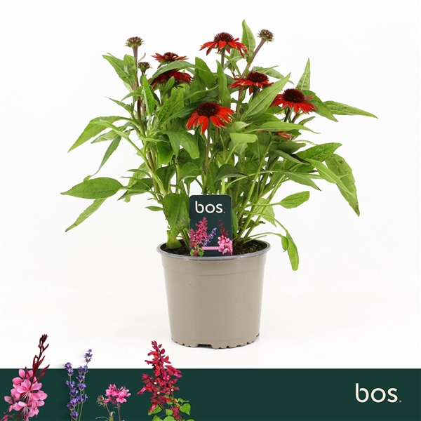 <h4>Echinacea Sombrero, Sangrita</h4>