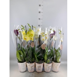 Phalaenopsis   ...mix