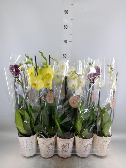 <h4>Phalaenopsis   ...mix</h4>