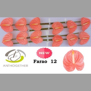 ANTH A FARAO