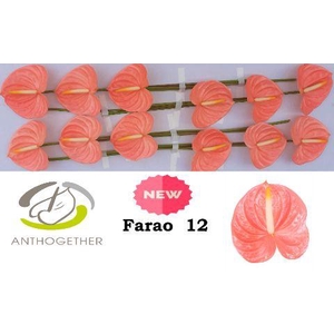 ANTH A FARAO