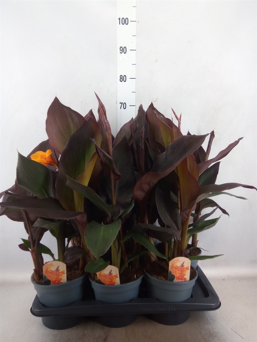 <h4>Canna  'Pacific Beauty'</h4>